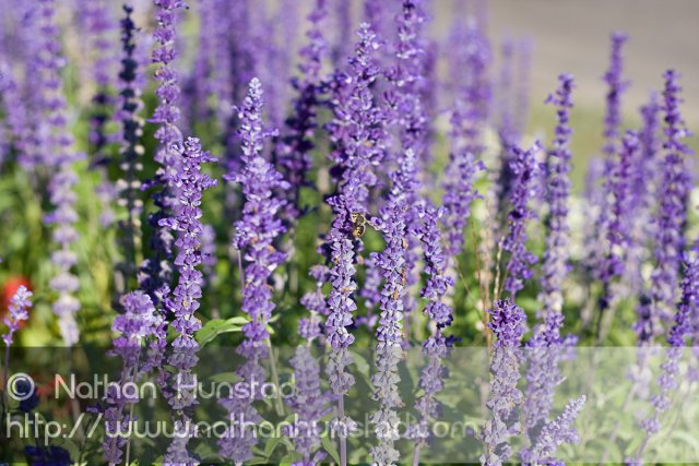 Flowers_2008-08-24_IMG_1547